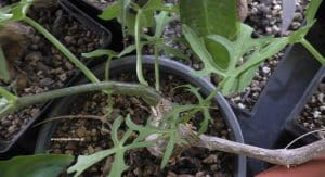 Cissus tuberosa - junge Pflanze mit Kaudex