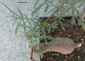 Cissus tuberosa mit Blättern