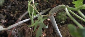 Cissus tuberosa - Ranken bzw. Stecklinge