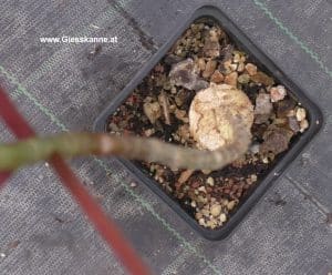 Kaudex Ficus petiolaris