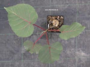 Ficus petiolaris von oben