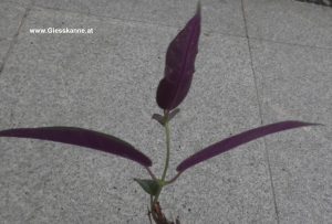 Fockea natalenis - Blattunterseite violett