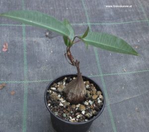 Fockea natalensis oder Petopentia natalensis - Kaudex