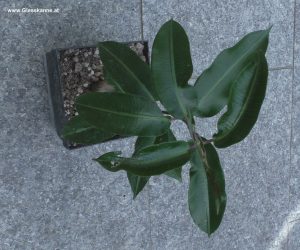 Fockea natalensis im September