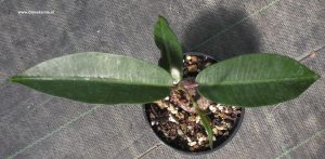 Fockea natalensis von oben