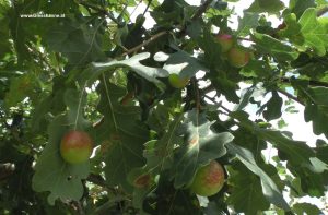 Galläpfel an Eiche im September