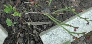 Heidelbeere im Mai - Austrieb