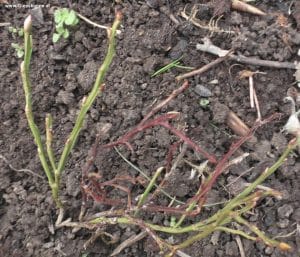 Heidelbeeren im März