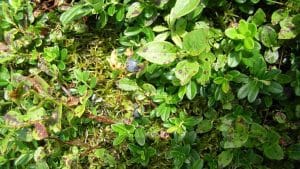 Heidelbeeren in der Natur