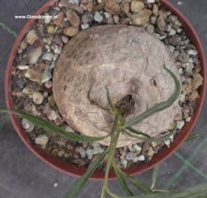 Ipomoea oder Turbina holubii - Kaudex