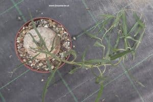 Ipomoea bzw. Turbina holubii von oben mit Ranken