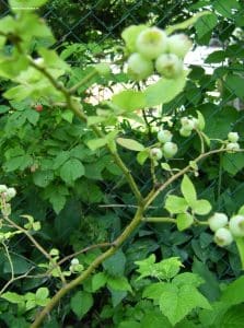 Kulturheidelbeeren - Früchte grün im Juni