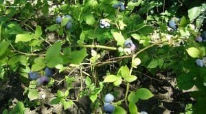 Kulturheidelbeerenstrauch mit reifen Früchten im Juli