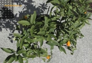 Kumquatstrauch von oben