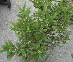 Strauch Kumquat mit Blüten