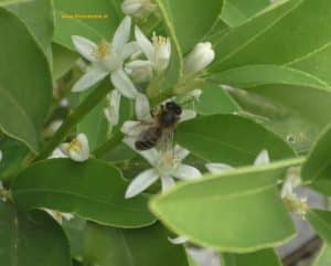 Kumquat - Blüten mit Biene