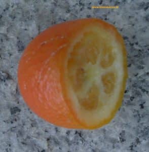 Kumquat Frucht innen