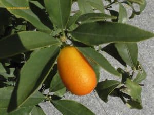 Reife Kumquat