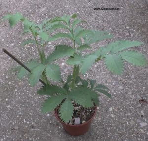 Melianthus major