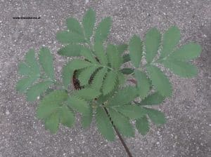 Melianthus major von oben - Blätter