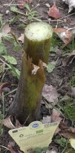 Musa basjoo im November - Stamm abgeschnitten