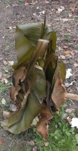 Musa basjoo im November nach Frost