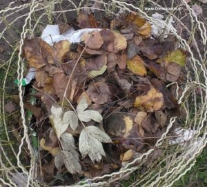 Winterschutz mit Laub Musa basjoo