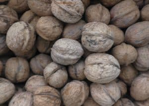 Nüsse - Walnüsse reif im Oktober