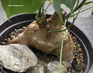 Sterculia colorata Kaudex