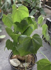 Sterculia colorata seitlich