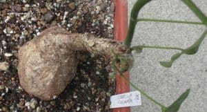 Kaudex Sterculia colorata