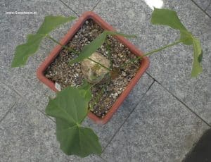 Sterculia colorata im Oktober