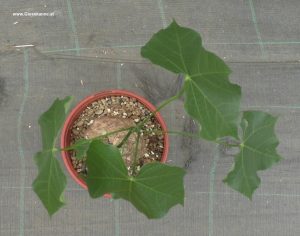 Sterculia colorata von oben