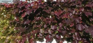 Veitschi - Laub Ende Oktober