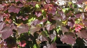 Laub Veitschi im Herbst