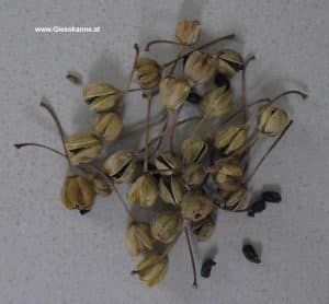 Samen Echte Meerzwiebel