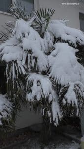 Hanfpalme im Schnee