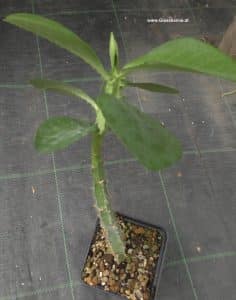 Monadenium magnificum oder Euphorbia magnifica