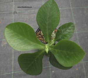Monadenium magnificum oder Euphorbia magnifica von oben