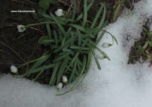 Schneeglöckchen im Schnee