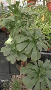 Aeonium lancerottense