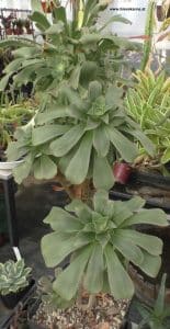 Aeonium lancerottense im Glashaus