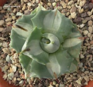 Agave isthmensis "ohi raijin shiro nakufa"
