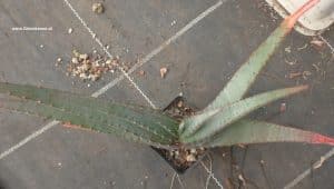 Aloe suprafoliata