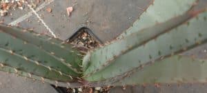 Aloe suprafoliata näher