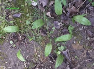 Bärlauch im Garten - Mitte März