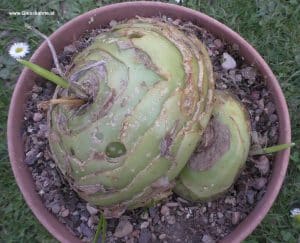 Bowiea volubilis - Austrieb im März