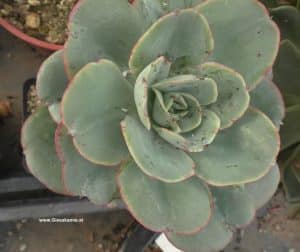 Echeveria da vinci code
