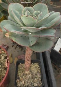 Echeveria da vinci code - seitlich