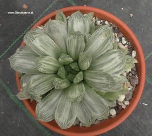 Haworthia cymbiformis - Whitetiger